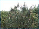 Radiation impact on vegatetive in Chernobyl Zone