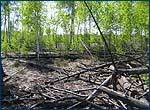 Picture of Red Forest
