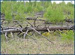 Timber land on Red Forest site
