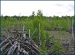 Dead forest site in Chernobyl Exclusion Zone