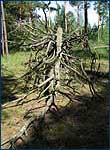 Dead Tree