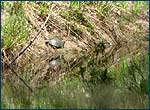 tortoise in Red Forest
