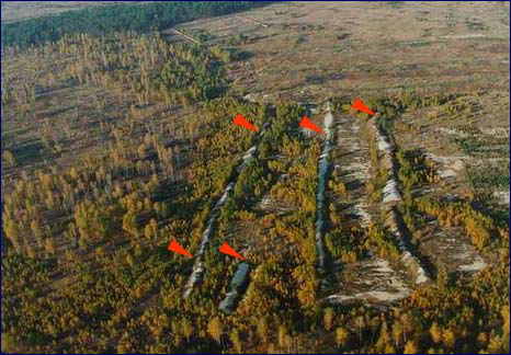 Фотография траншей с захороненным погибшим лесом