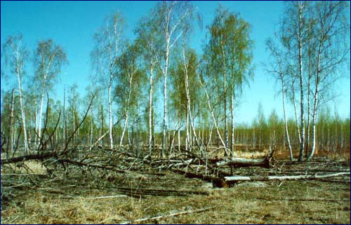 Red Forest photo