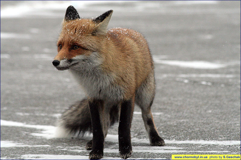 Лиса обыкновенная Vulpes vulpes