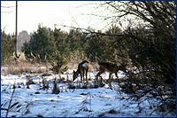 Косуля Копытные в чернобыльской зоне