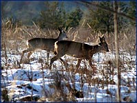 Косуля Дикие животные фото