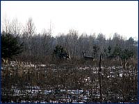 Косуля Caprelus Caprelus