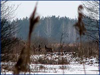 Фотография Оленей Благородный олень Cervus elaphus