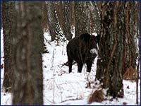Дикий кабан Sus scrofa Дикие животные чернобыльской зоны