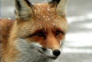 Лиса обыкновенная фото Лиса обыкновенная фото