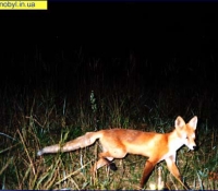 Лиса - фото в зоне отчуждения Лиса - фото в зоне отчуждения
