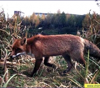 Лиса - фото в зоне отчуждения Лиса - фото в зоне отчуждения