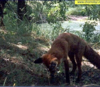 Лиса - фото в зоне отчуждения Лиса - фото в зоне отчуждения