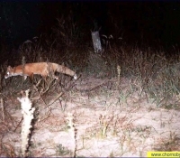 Лиса - фото в зоне отчуждения Лиса - фото в зоне отчуждения