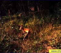 Лиса - фото в зоне отчуждения Лиса - фото в зоне отчуждения