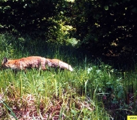 Лиса - фото в зоне отчуждения Лиса - фото в зоне отчуждения