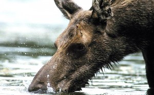 Лось Лось на водопое