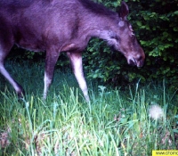 Лось европейский Лось европейский