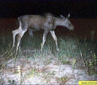 Лось европейский Лось европейский