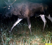 Лось европейский Лось европейский