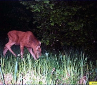 Лось фото в Рыжем лесу Лось фото в Рыжем лесу