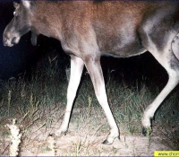 Лось фото в Рыжем лесу Лось фото в Рыжем лесу