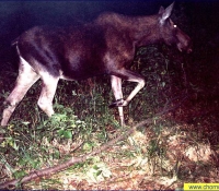 Лось фото в Рыжем лесу Лось фото в Рыжем лесу