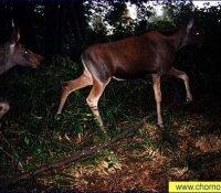 Лось фото в Рыжем лесу Лось фото в Рыжем лесу