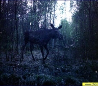 Лось фото в Рыжем лесу Лось фото в Рыжем лесу