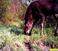 Лось фото в Рыжем лесу Лось фото в Рыжем лесу