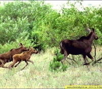 Лосиха Лосиха