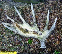 Лось Рога Лось Рога