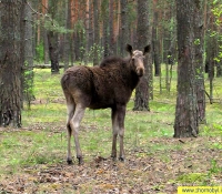 Лось в Рыжем лесу Лось в Рыжем лесу