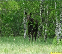 Лось Лось