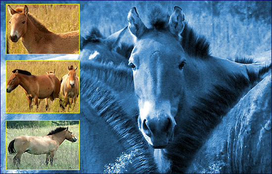 Лошадь Пржевальского Лошадь Пржевальского