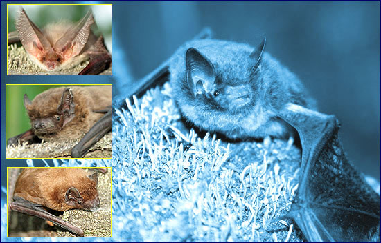 Летучая мышь Летучая мышь