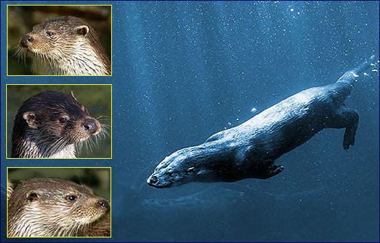 Выдра речная Выдра речная фото