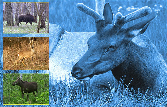 Копытные Копытные фото