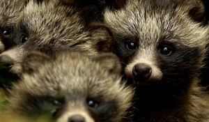 Енотовидная собака Енотовидная собака - уссурийский енот