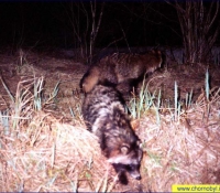 Енотовидная собака Енотовидная собака