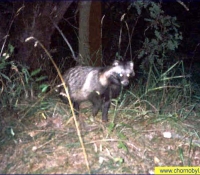 Енотовидная собака Енотовидная собака