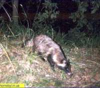 Енотовидная собака Енотовидная собака