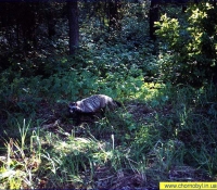 Енотовидная собака Енотовидная собака