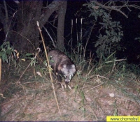 Уссурийский енот Уссурийский енот