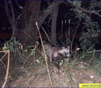 Уссурийский енот Уссурийский енот