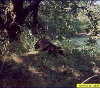 Уссурийский енот Уссурийский енот