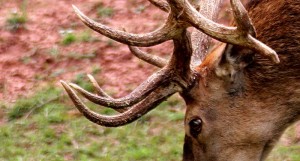 Благородный олень в Чернобыль и в зоне отчуждения Благородный олень фото