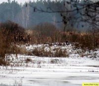 Благородный олень Благородный олень