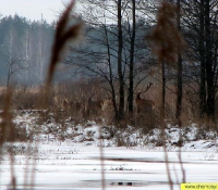 Благородный олень Благородный олень
